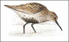 Imatge de complement