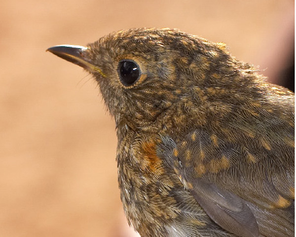 Imatge de complement