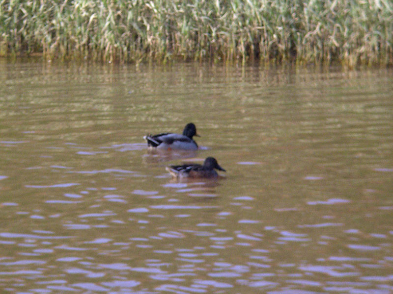 Imatge de complement