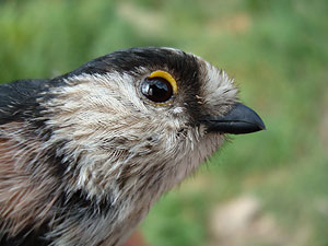 Actualitzat el llistat d’ocells observats a Sant Joan Despí Imatge de complement