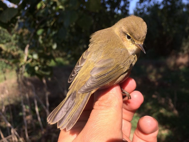 Mosquiter comú (Phylloscopus collybita)